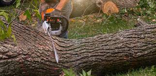 How Our Tree Care Process Works  in  Dennis Port, MA